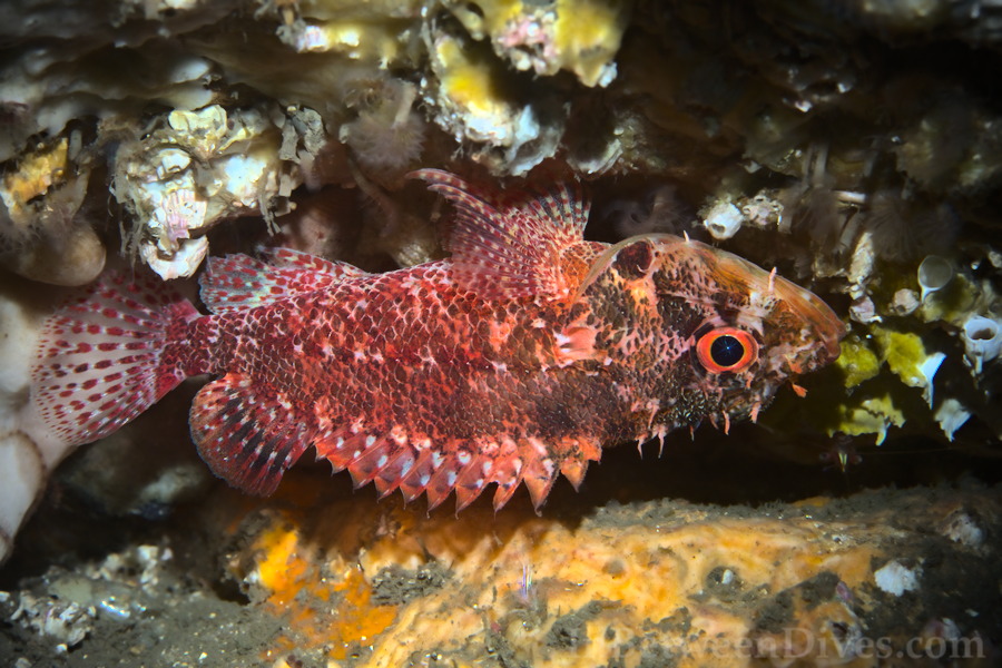 Scorpaenodes scaber - Pygmy Rockcod - Bare Island