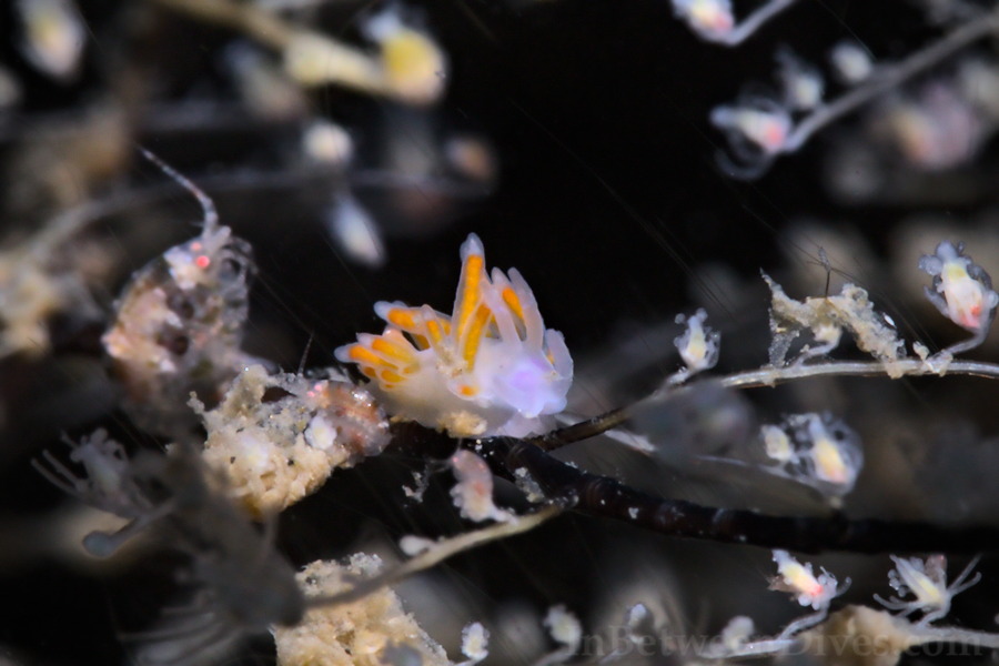 Coryphellina poenicia - Coryphellina poenicia - Bare Island
