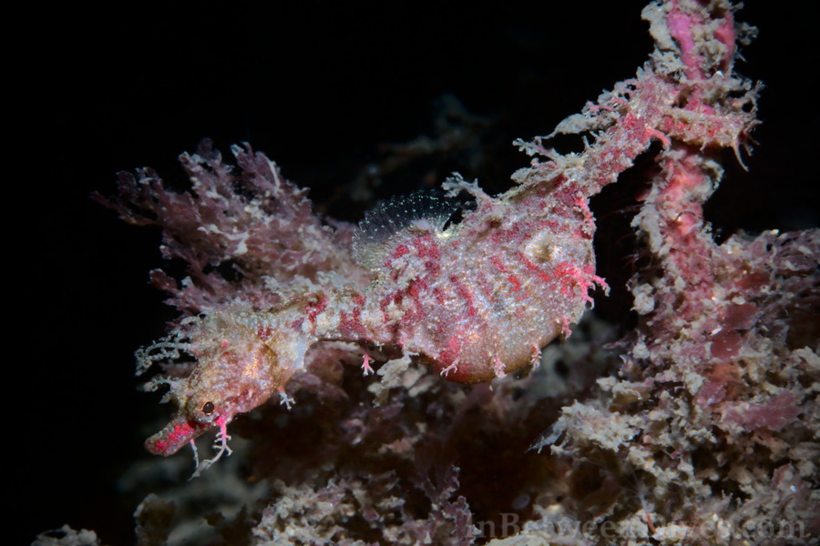 Idiotropiscis lumnitzeri - Sydney Pygmy Pipehorse - Bare Island