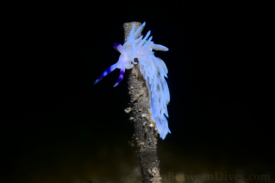 Pteraeolidia ianthina - Blue Dragon - Bare Island
