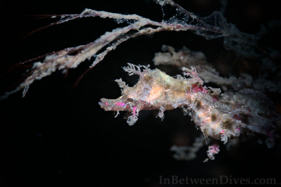 Idiotropiscis lumnitzeri - Sydney Pygmy Pipehorse - Bare Island