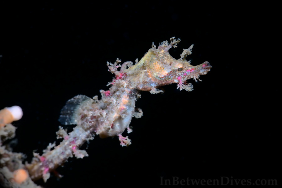 Idiotropiscis lumnitzeri - Sydney Pygmy Pipehorse - Bare Island