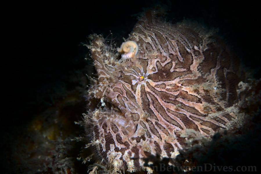 Antennarius striatus - Striped Anglerfish - Bare Island
